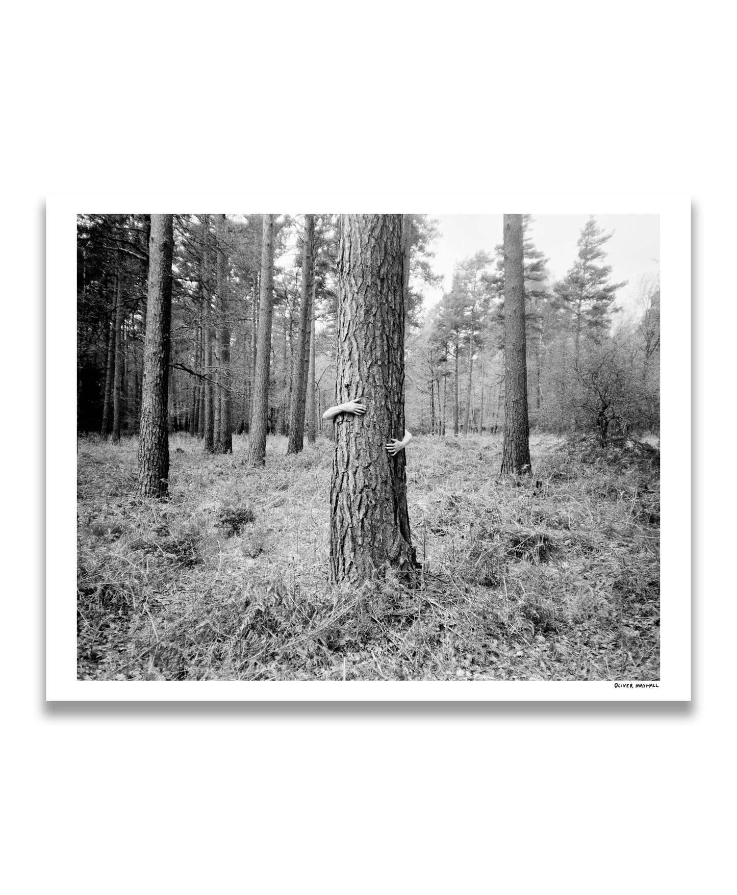 Tree Hugger