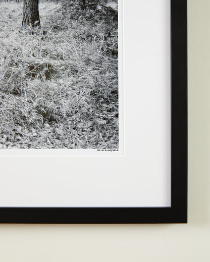 Tree Hugger - 16x20" - Unframed