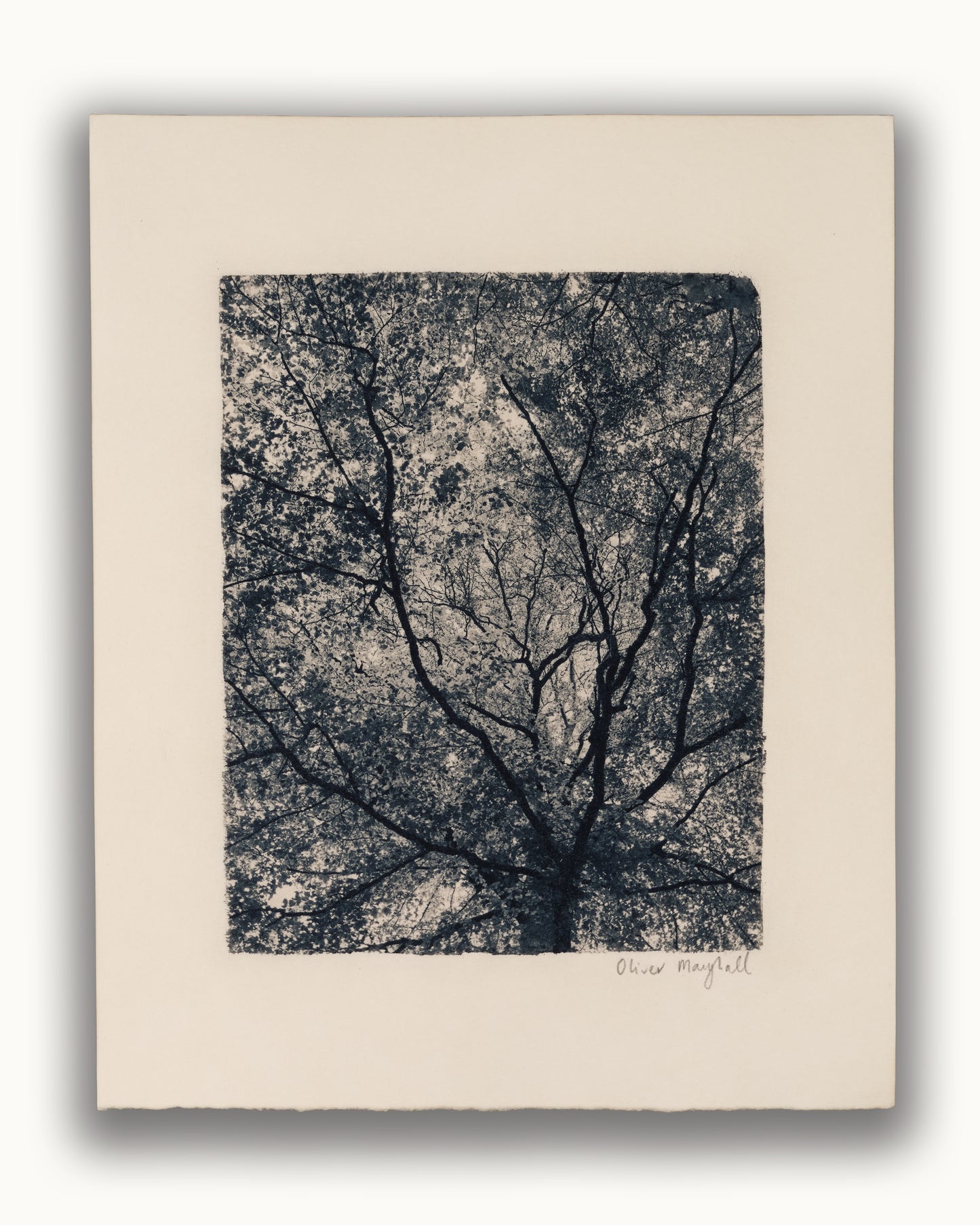 Beneath The Canopy