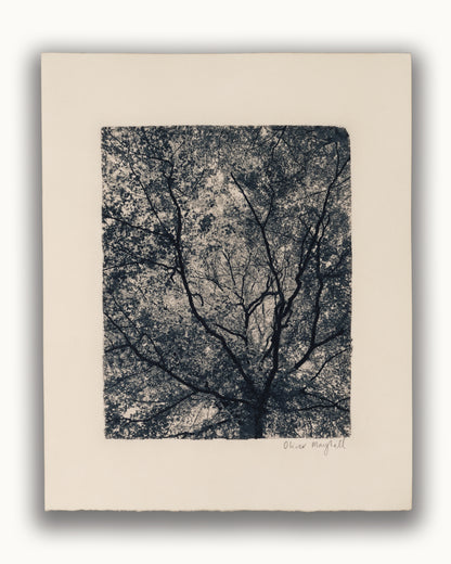 Beneath The Canopy